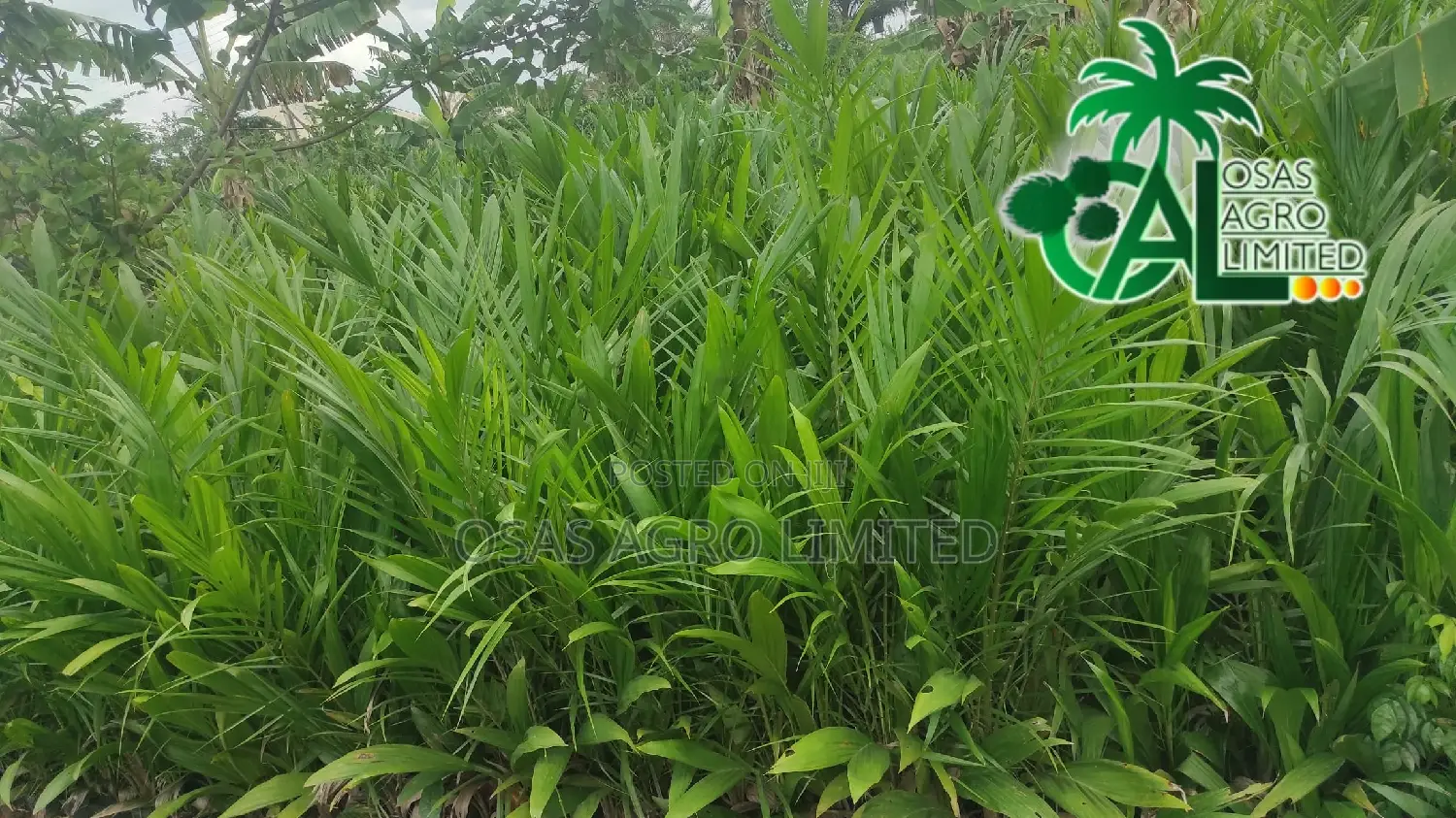Supergene Seedling (Malaysian Dwarf Oilpalm)