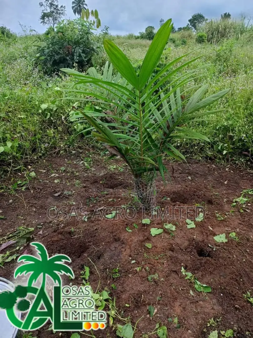 Supergene Seedling (Malaysian Dwarf Oilpalm)