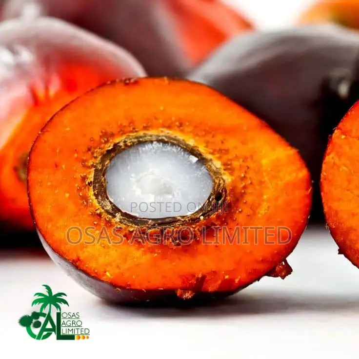 Supergene Seedling (Malaysian Dwarf Oilpalm)