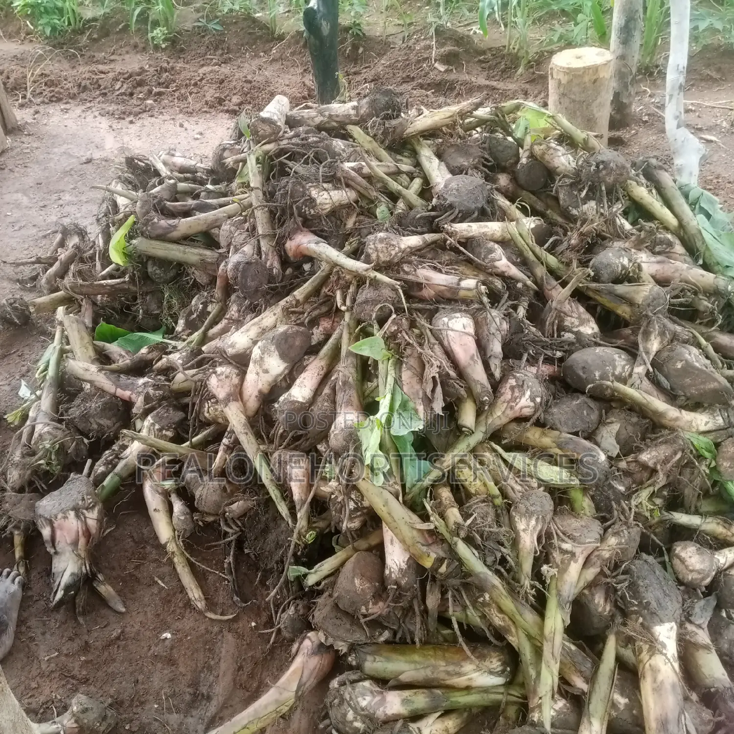 Plantain Sucker for Large, Medium Scale Farm and Ot
