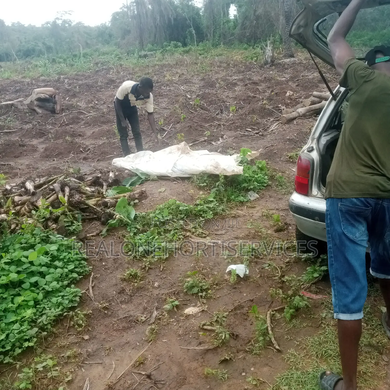 Plantain Sucker for Large, Medium Scale Farm and Ot