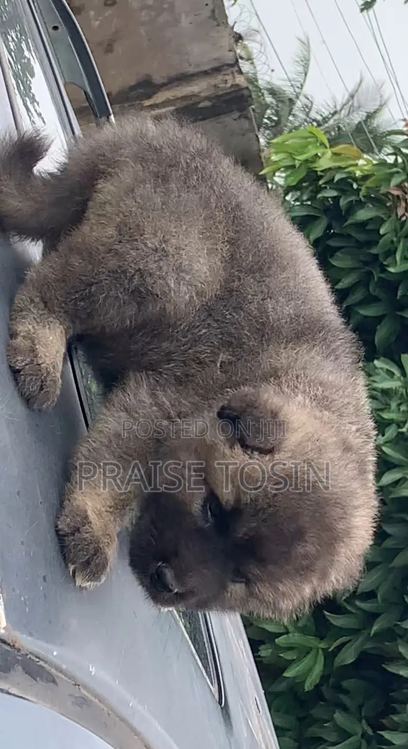 1-3 months Female Purebred Caucasian Shepherd