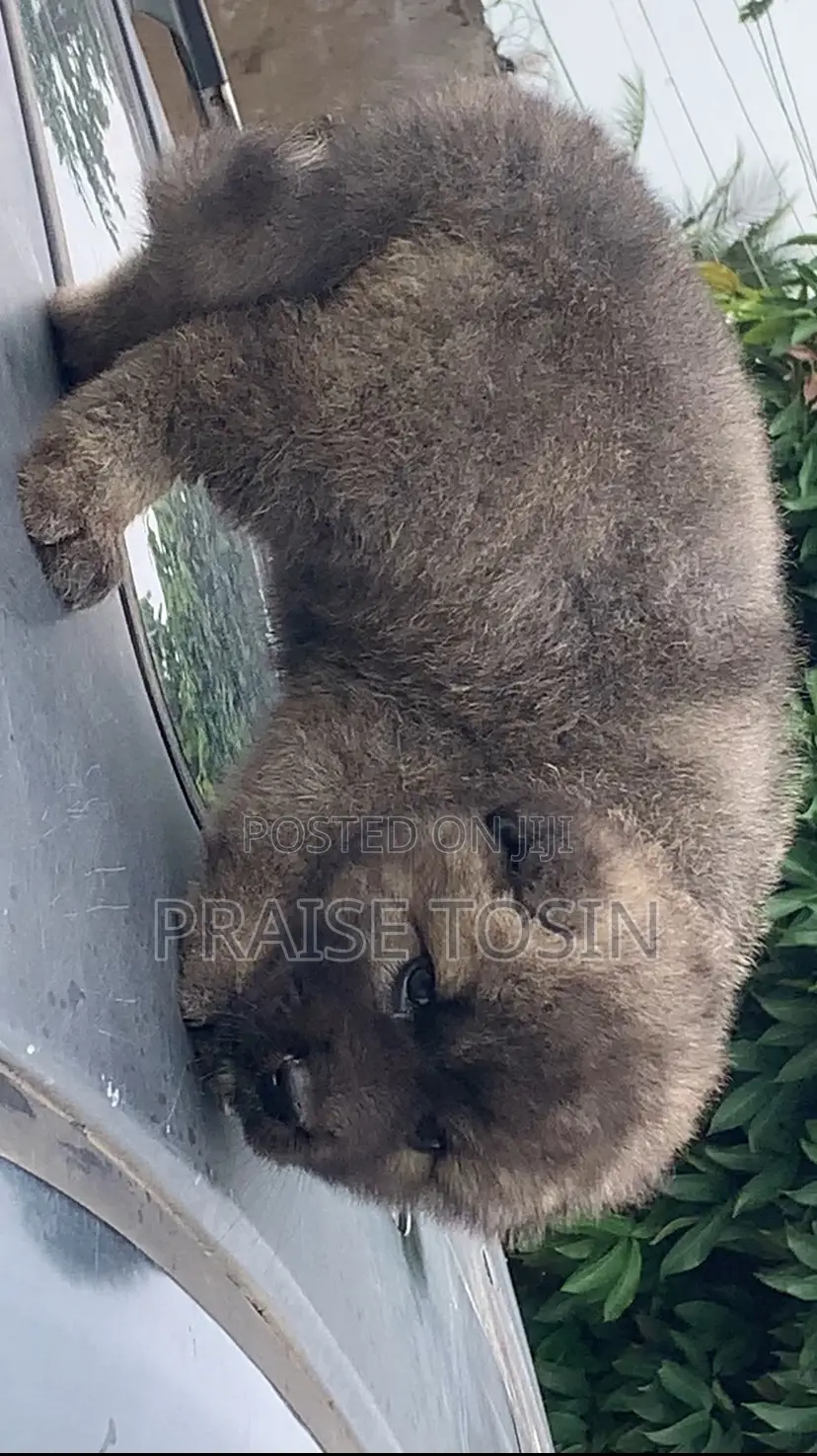 1-3 months Female Purebred Caucasian Shepherd