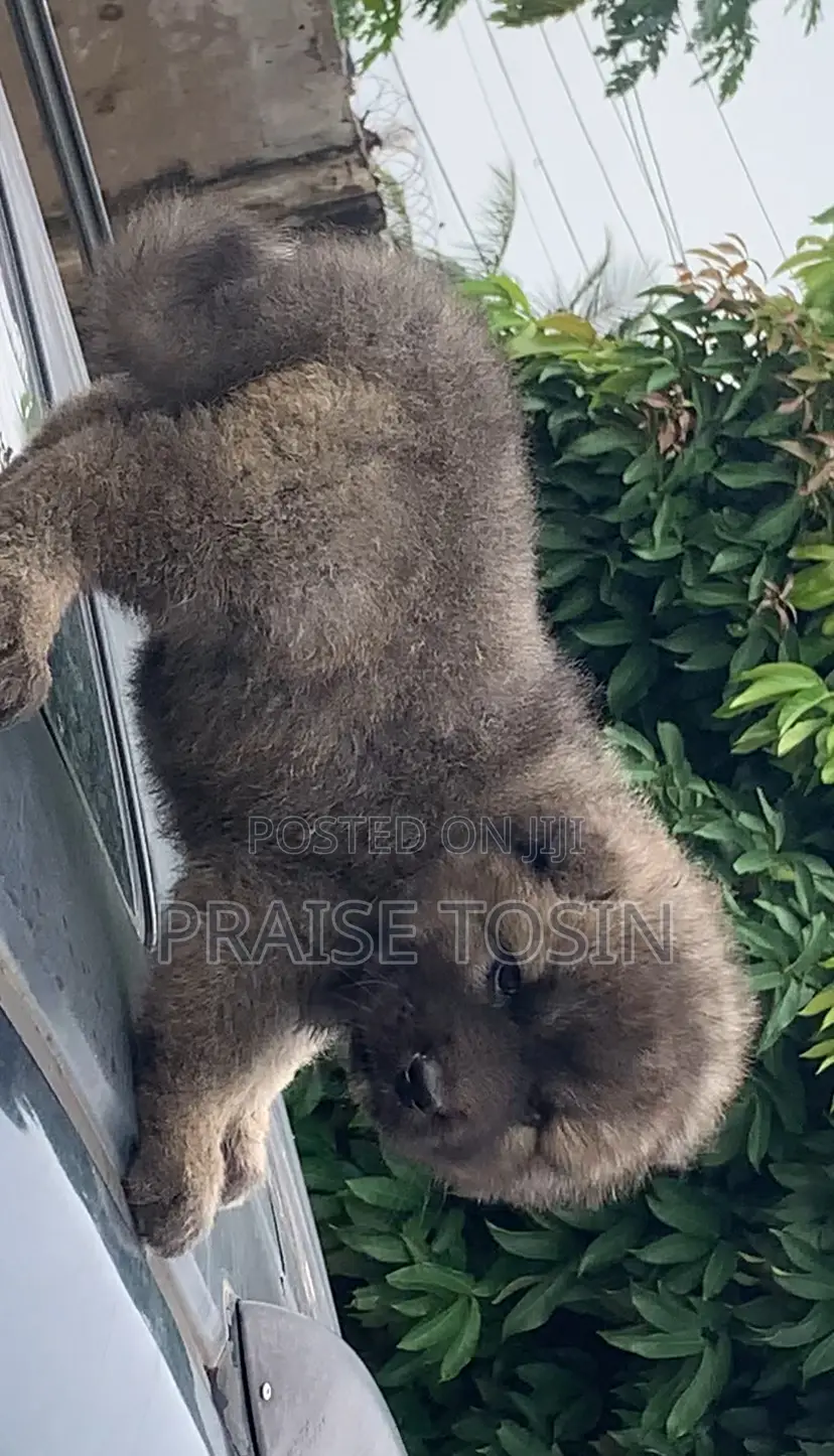 1-3 months Female Purebred Caucasian Shepherd