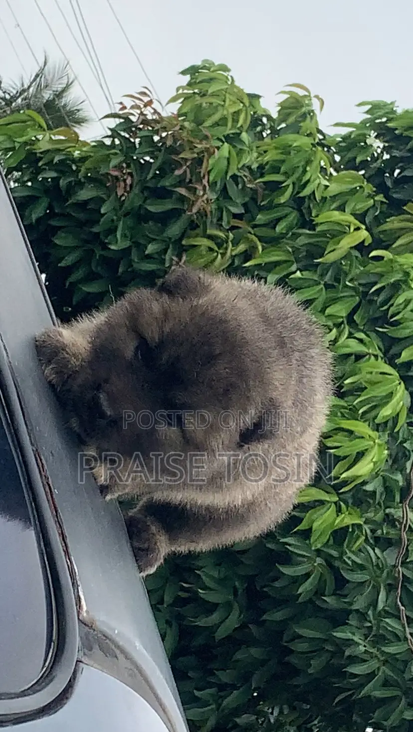 1-3 months Female Purebred Caucasian Shepherd