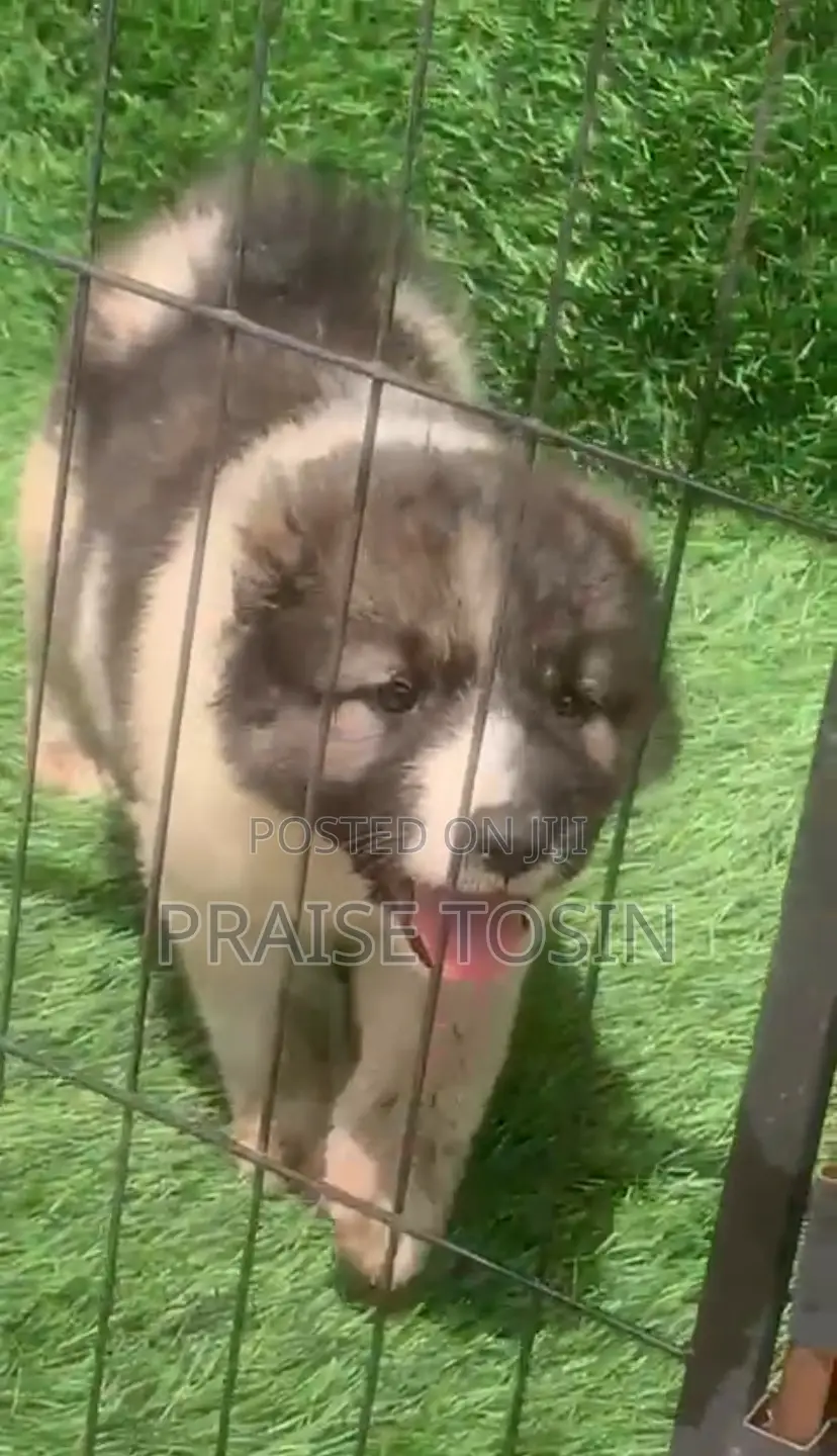 1-3 months Female Purebred Caucasian Shepherd