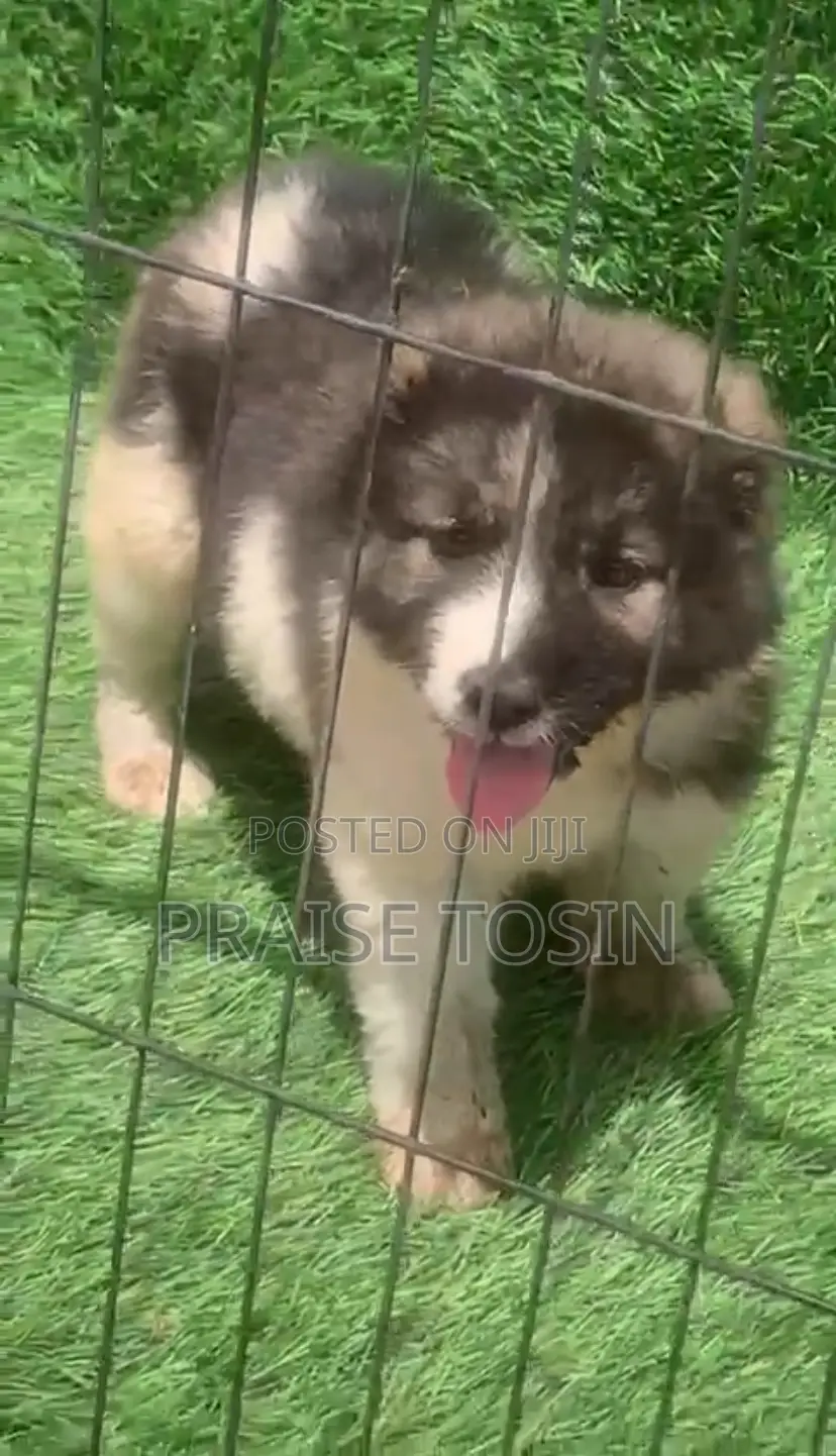 1-3 months Female Purebred Caucasian Shepherd