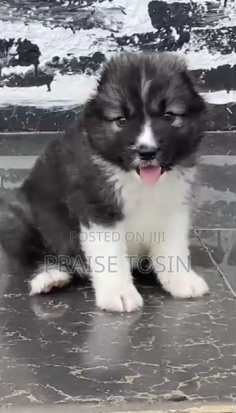 1-3 months Female Purebred Caucasian Shepherd