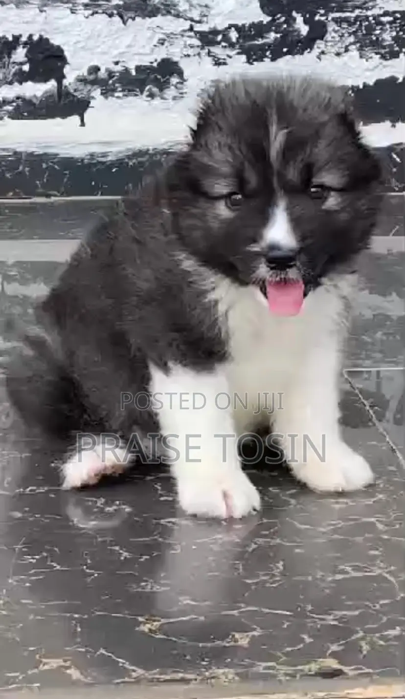 1-3 months Female Purebred Caucasian Shepherd
