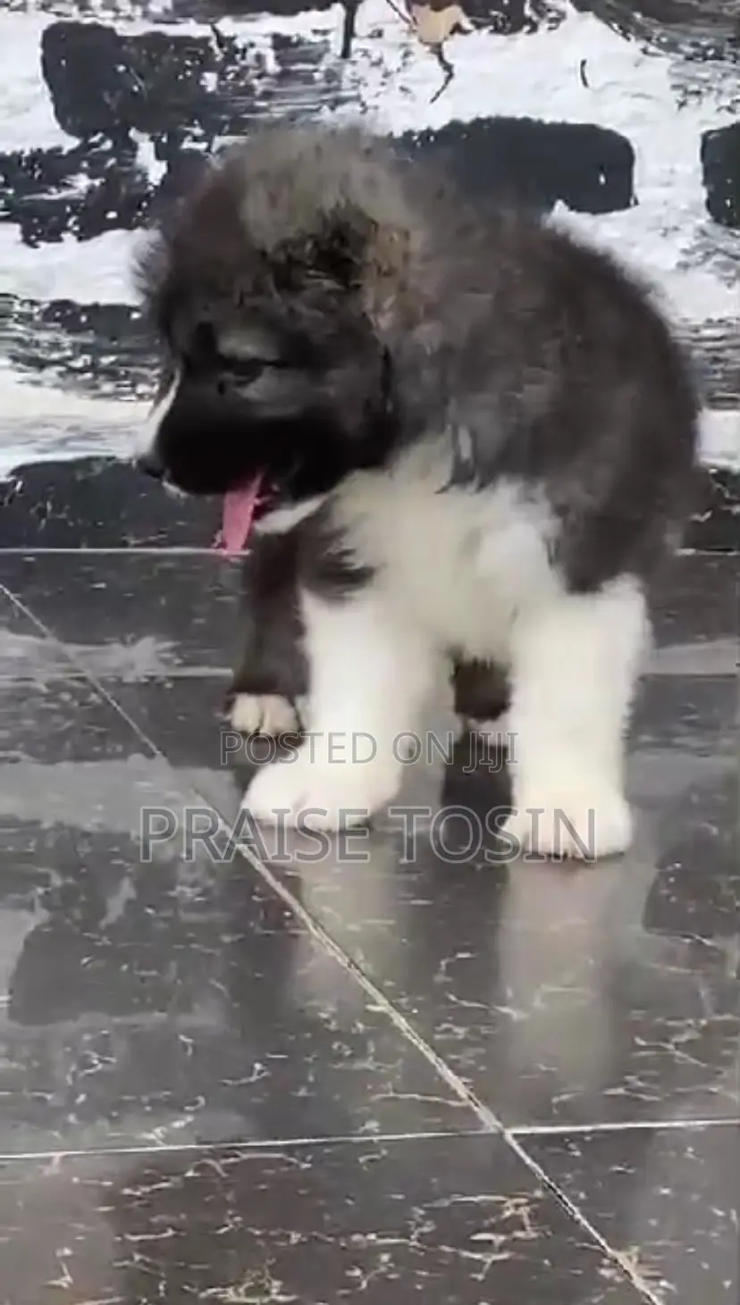 1-3 months Female Purebred Caucasian Shepherd