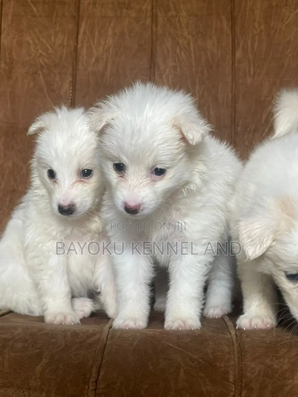 1-3 months Male Purebred American Eskimo