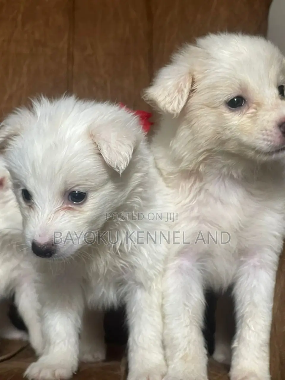 1-3 months Male Purebred American Eskimo