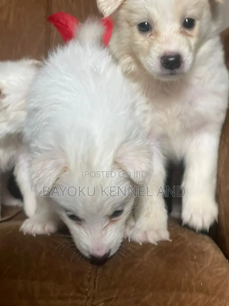 1-3 months Male Purebred American Eskimo