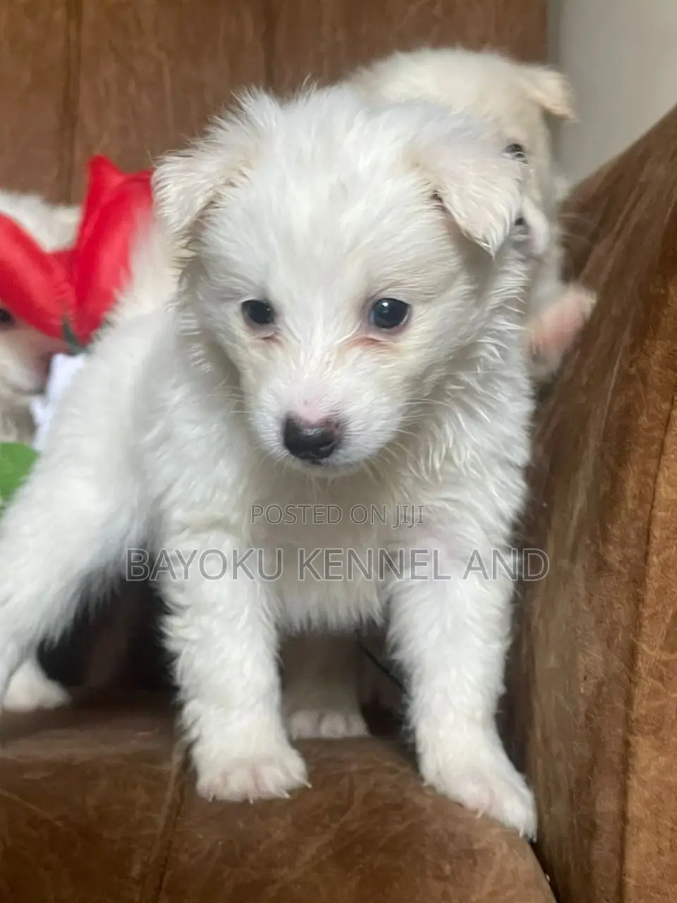 1-3 months Male Purebred American Eskimo