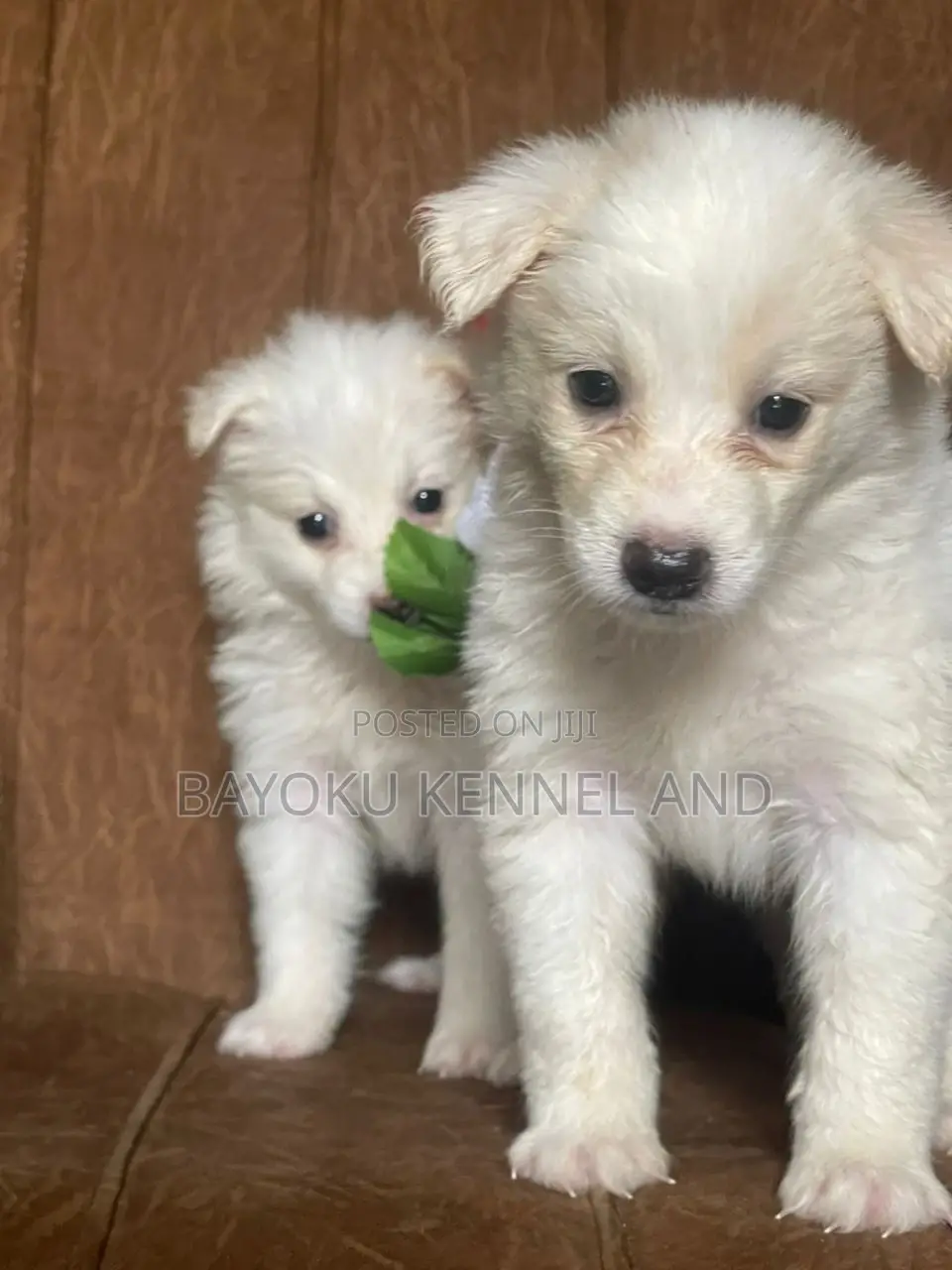 1-3 months Male Purebred American Eskimo