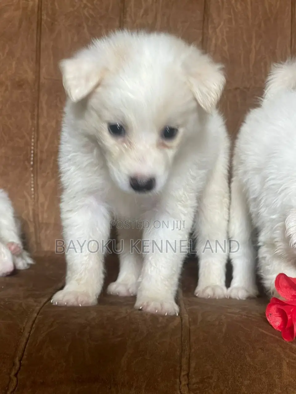 1-3 months Male Purebred American Eskimo