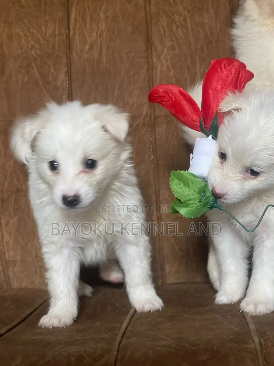 1-3 months Male Purebred American Eskimo
