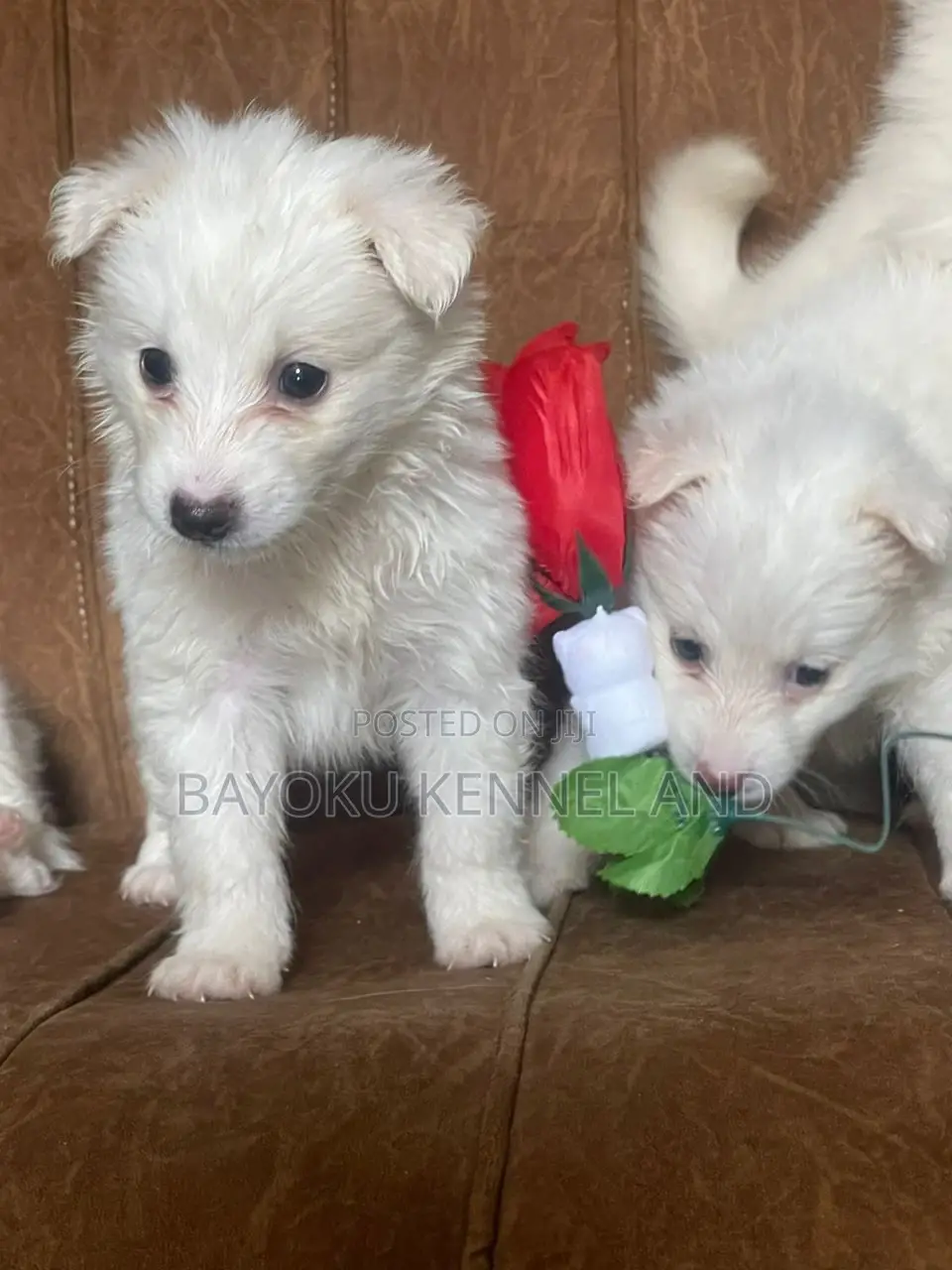 1-3 months Male Purebred American Eskimo