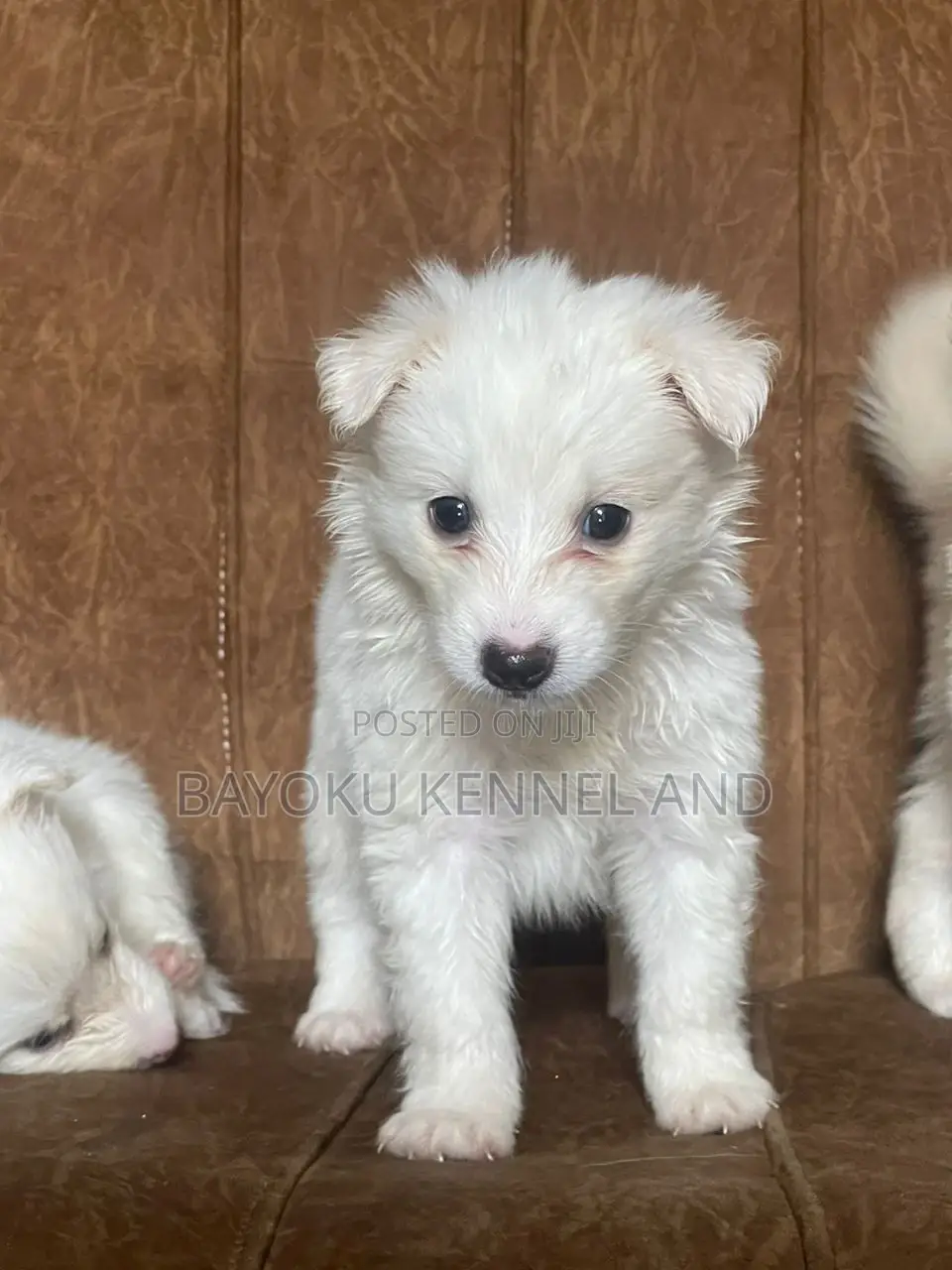 1-3 months Male Purebred American Eskimo