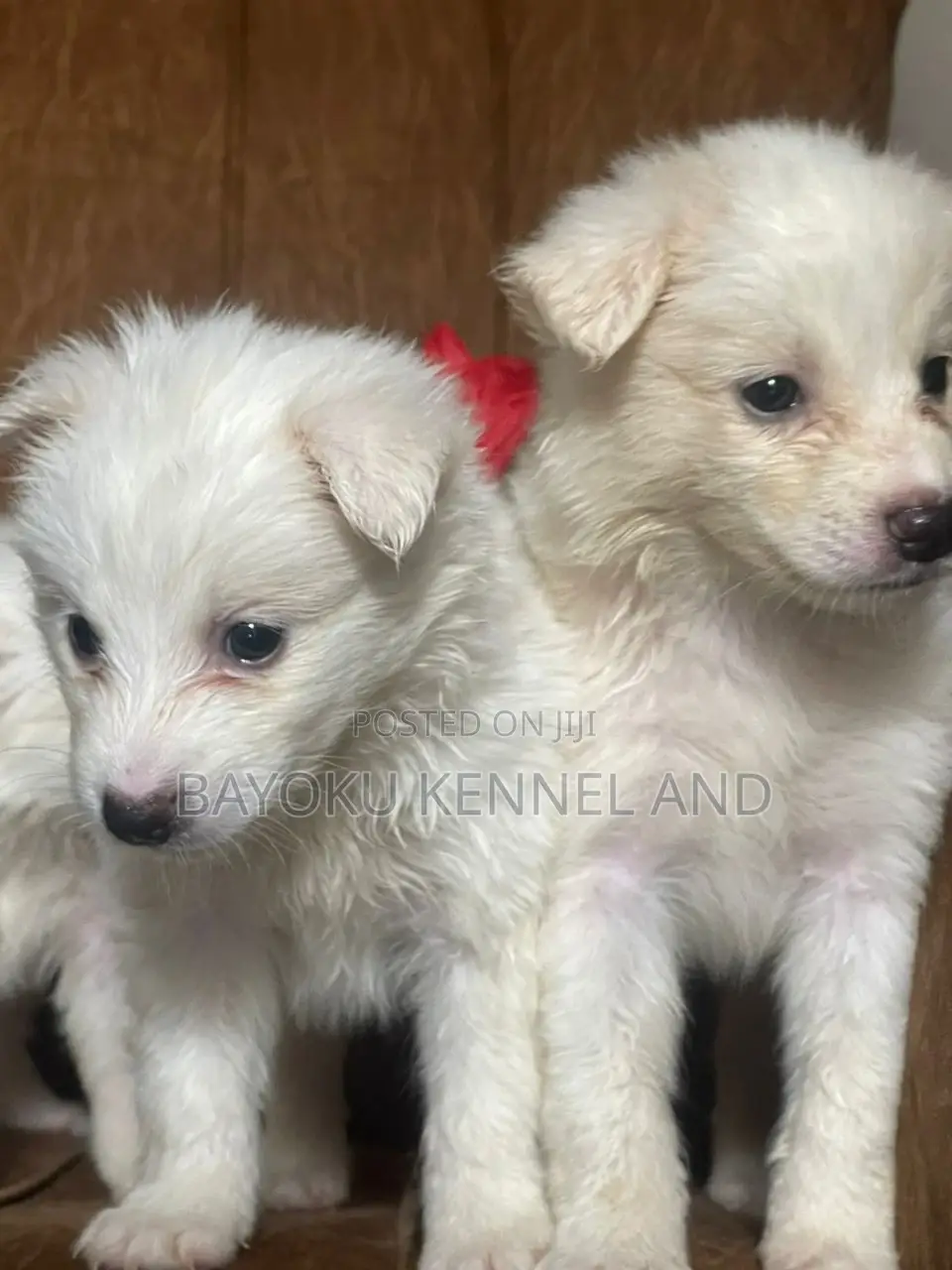 1-3 months Male Purebred American Eskimo