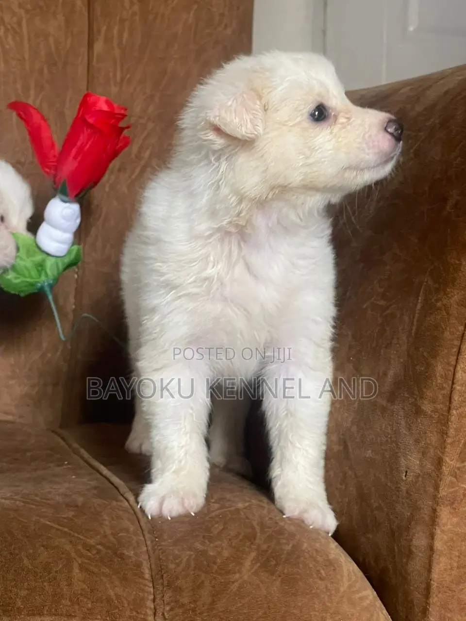 1-3 months Male Purebred American Eskimo