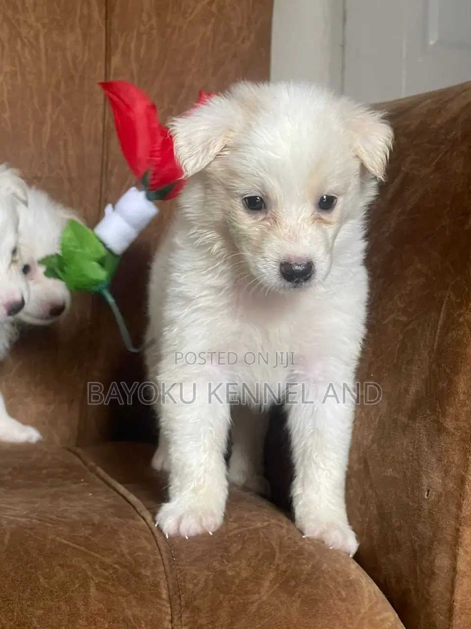 1-3 months Male Purebred American Eskimo