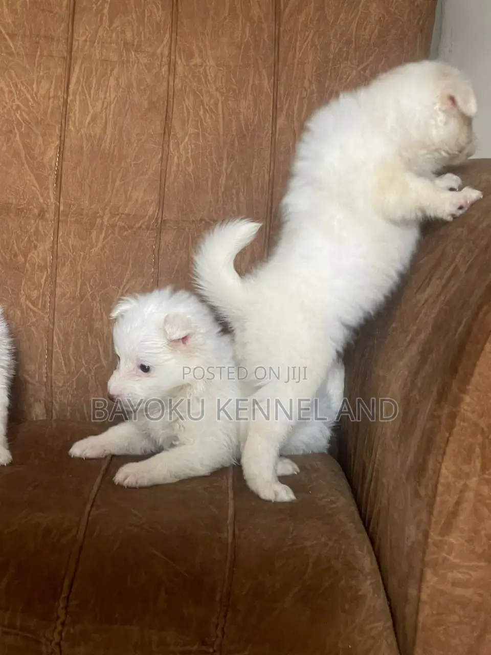 1-3 months Male Purebred American Eskimo