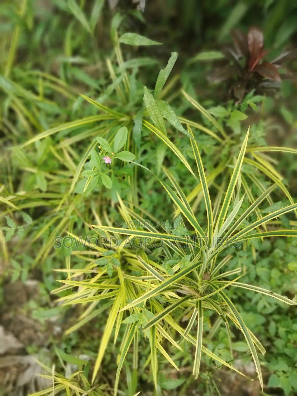 Spider Plant (Yellow and Green Pandanus)