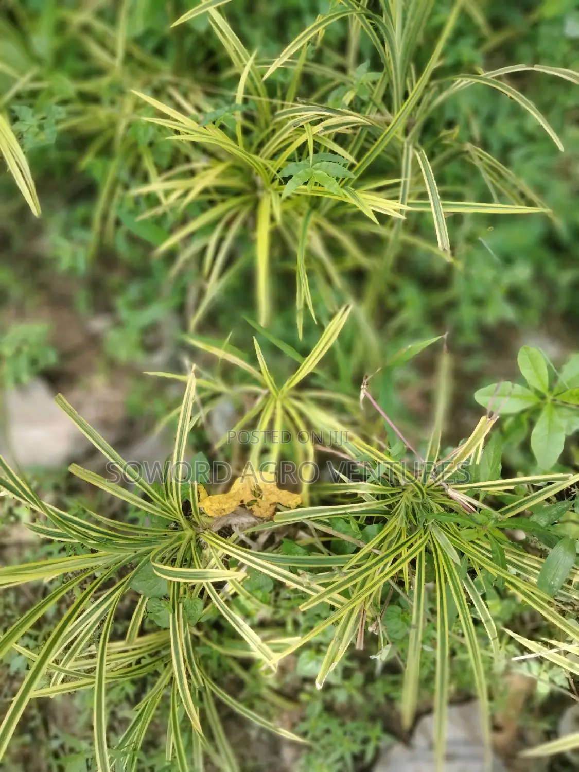 Spider Plant (Yellow and Green Pandanus)