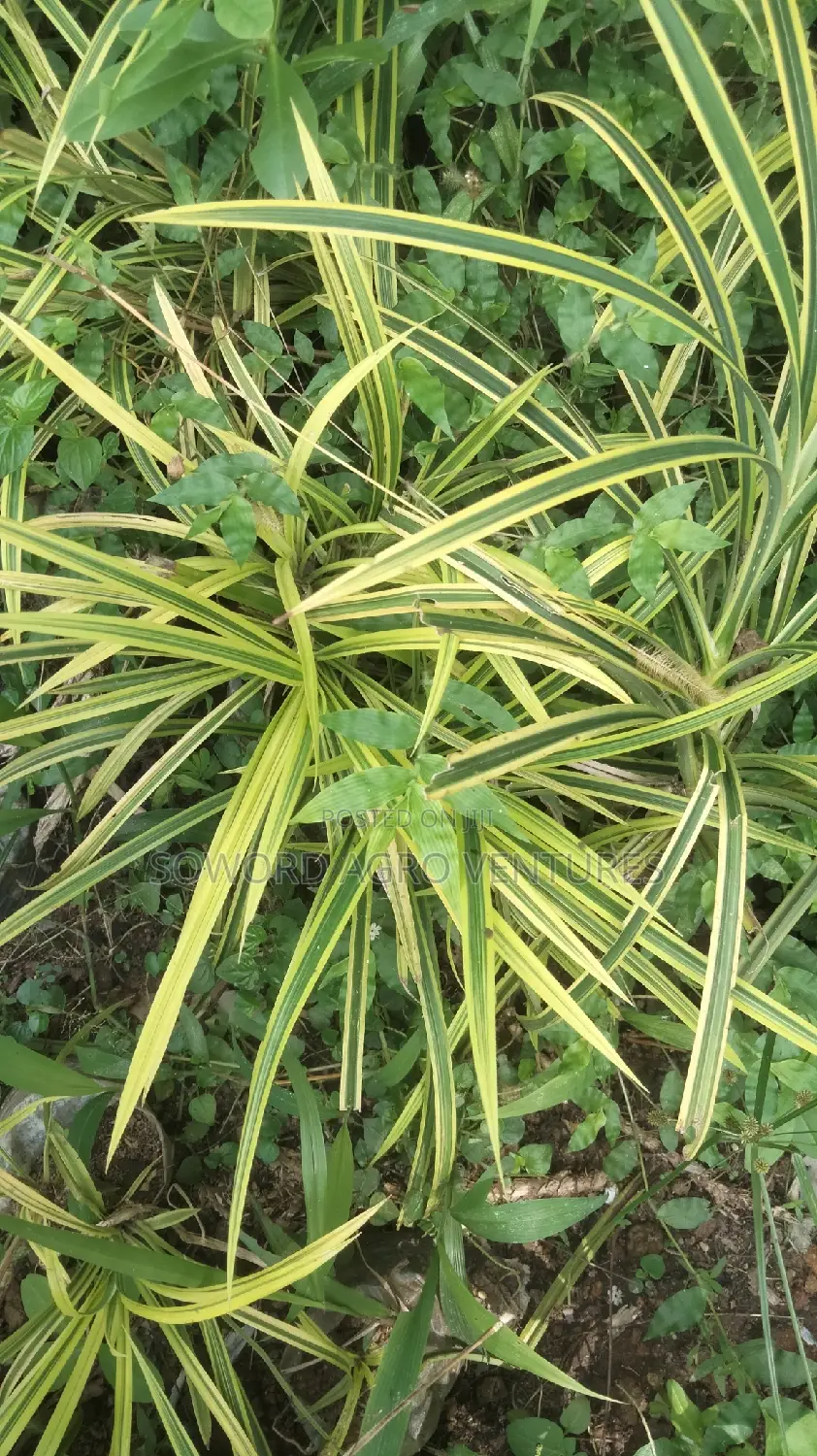 Spider Plant (Yellow and Green Pandanus)