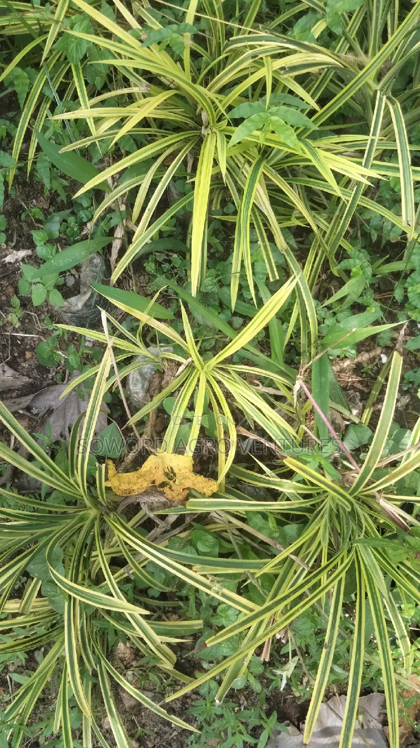 Spider Plant (Yellow and Green Pandanus)