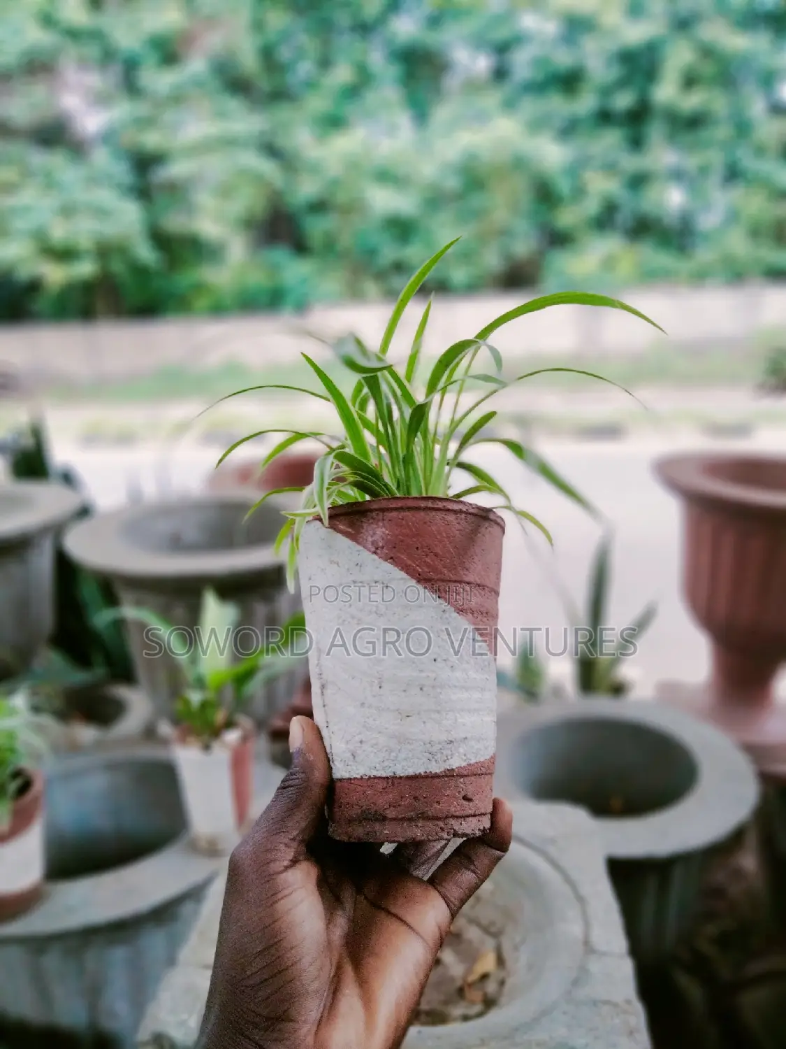 Spider Plant (Yellow and Green Pandanus)