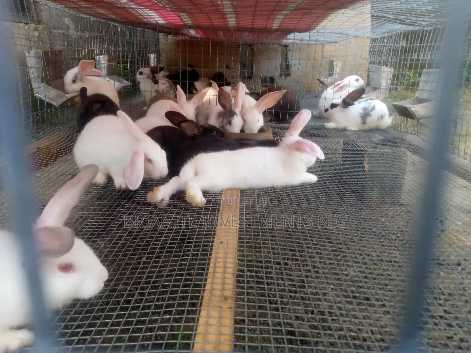Hybrid Rabbits Of All Breeds For Sale.