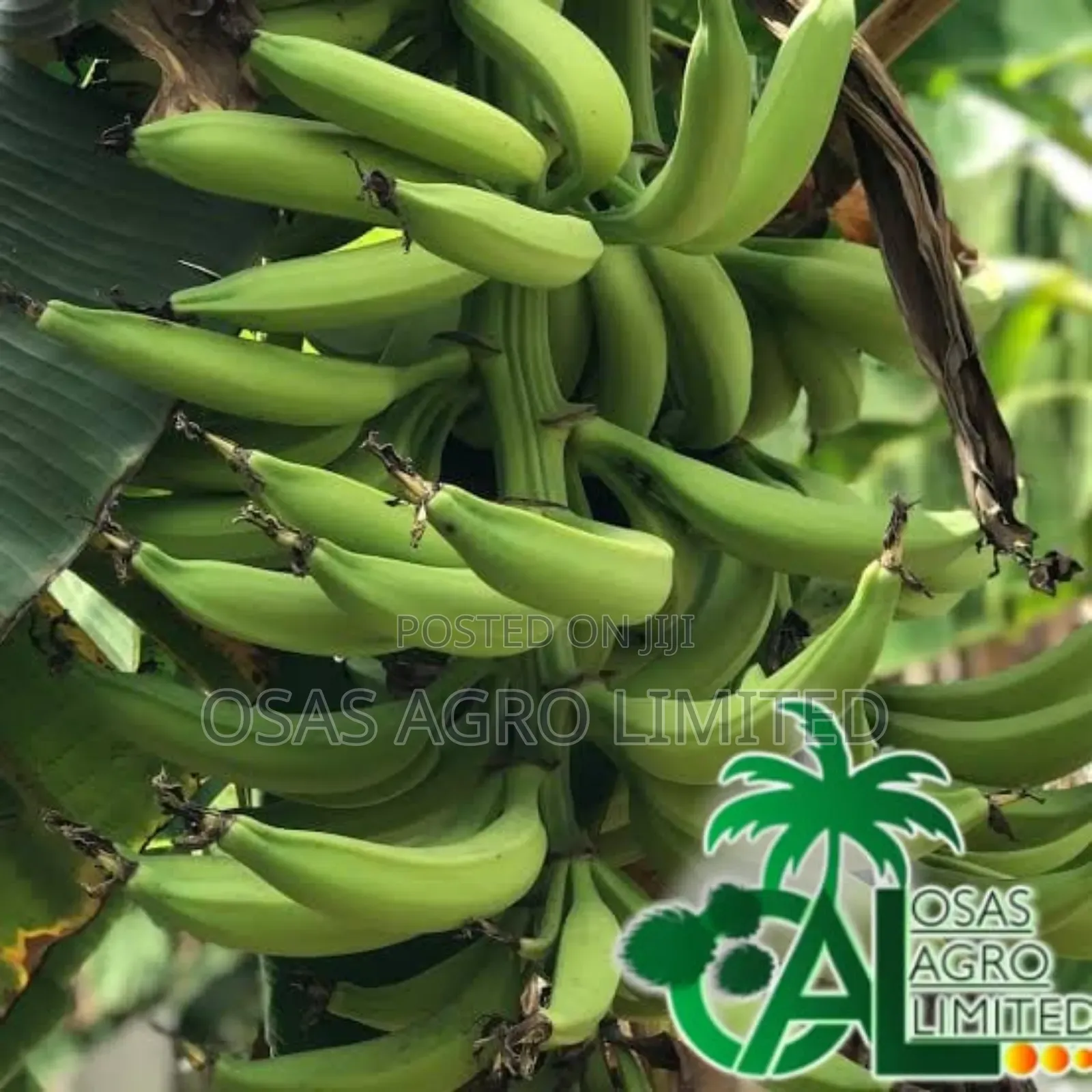 Giant Plantain Suckers