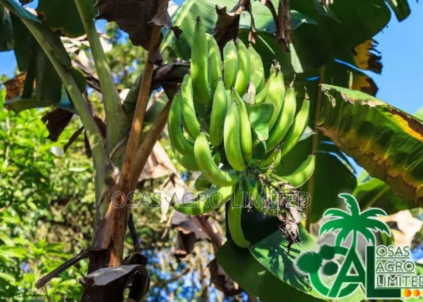 Giant Plantain Suckers