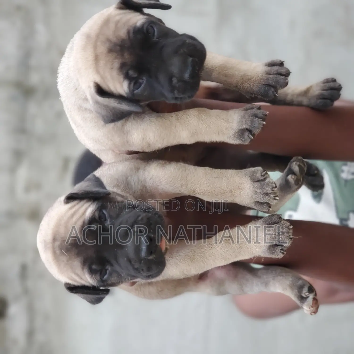 1-3 months Female Purebred Boerboel