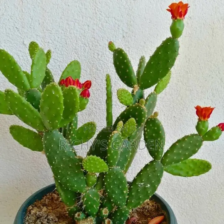 Delicious Red Prickly Pear Cactus Plant