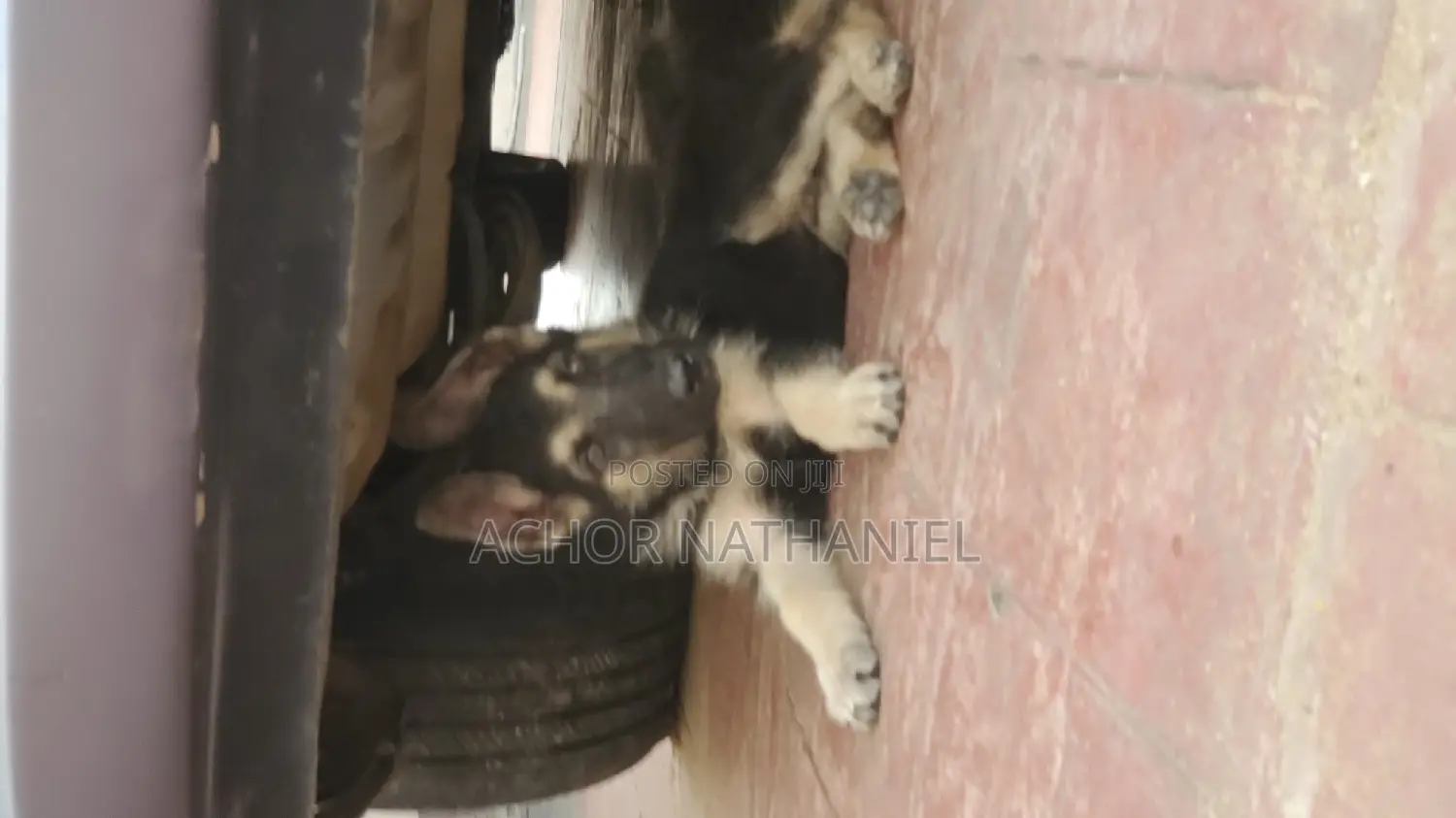 1-3 months Male Purebred German Shepherd