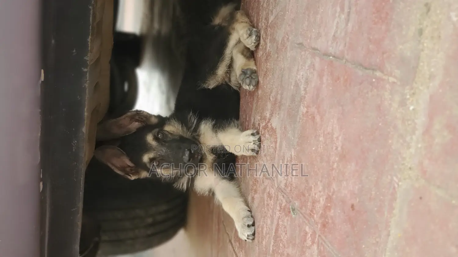 1-3 months Male Purebred German Shepherd