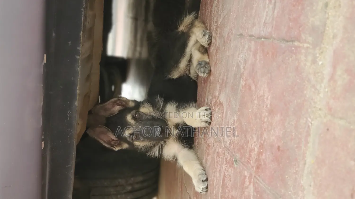 1-3 months Male Purebred German Shepherd