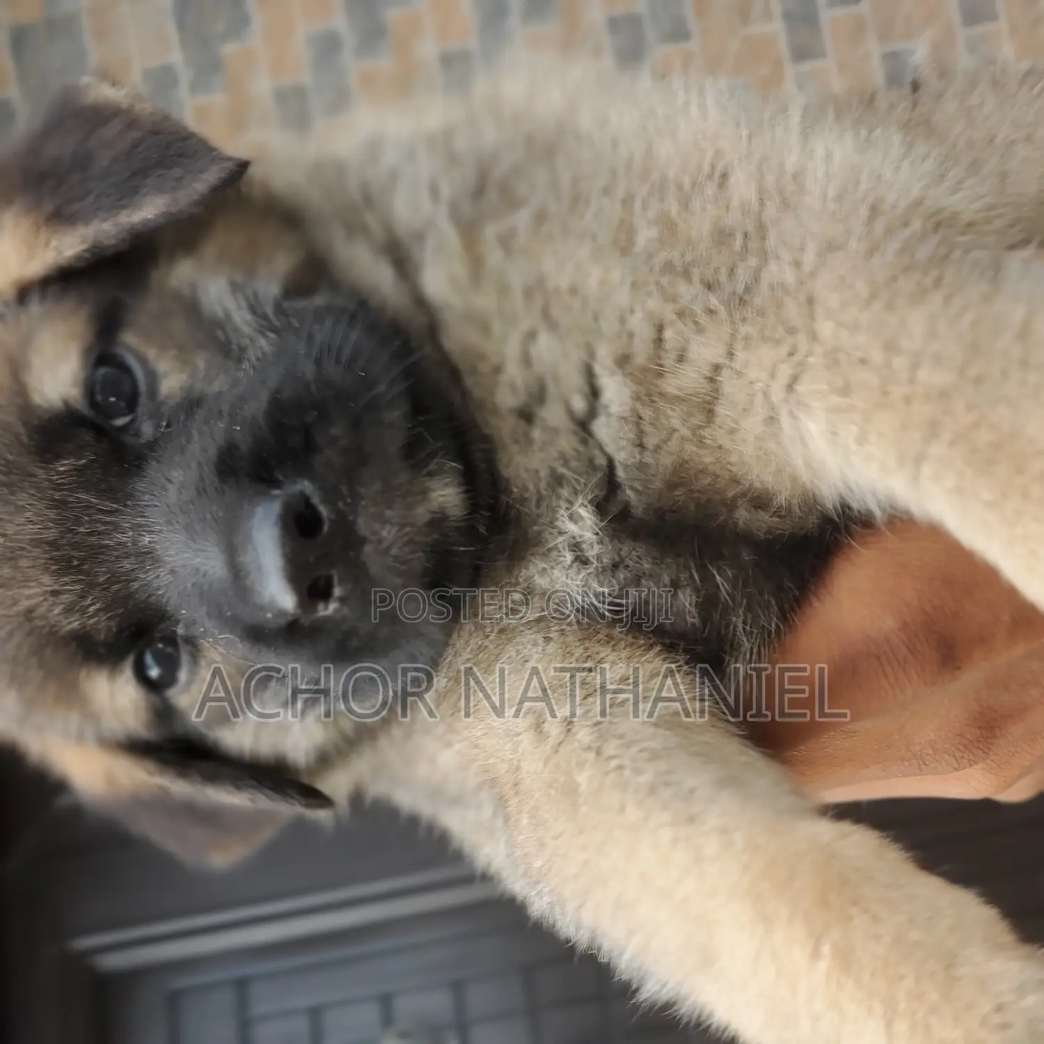 1-3 months Female Purebred German Shepherd