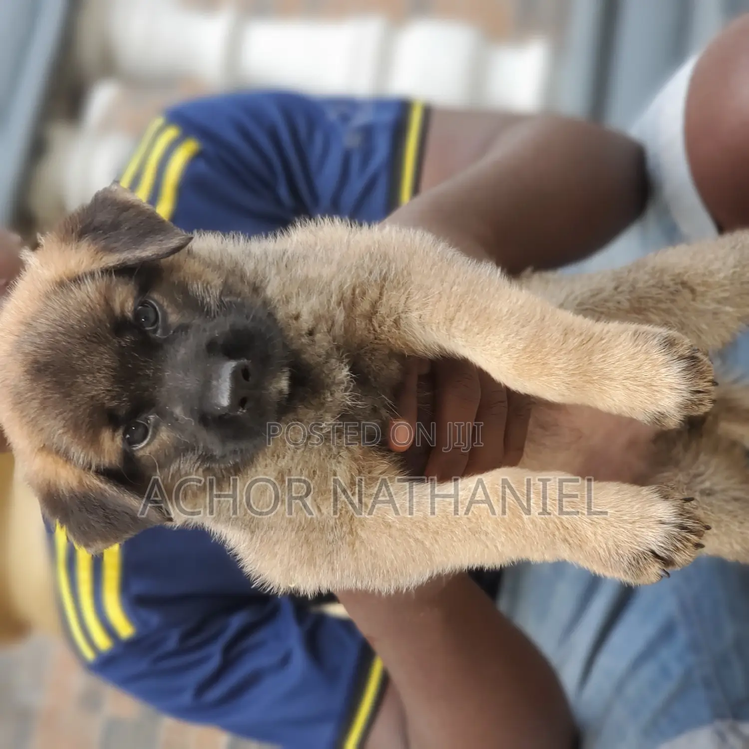 1-3 months Female Purebred German Shepherd
