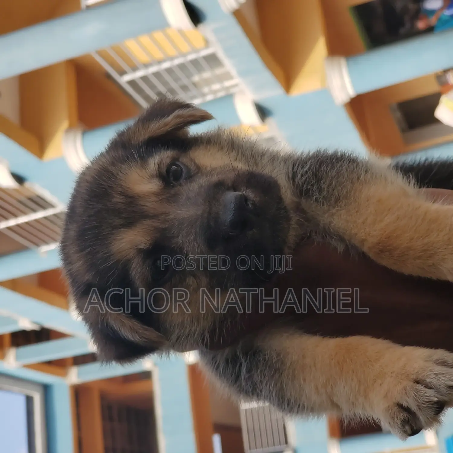 1-3 months Male Purebred German Shepherd