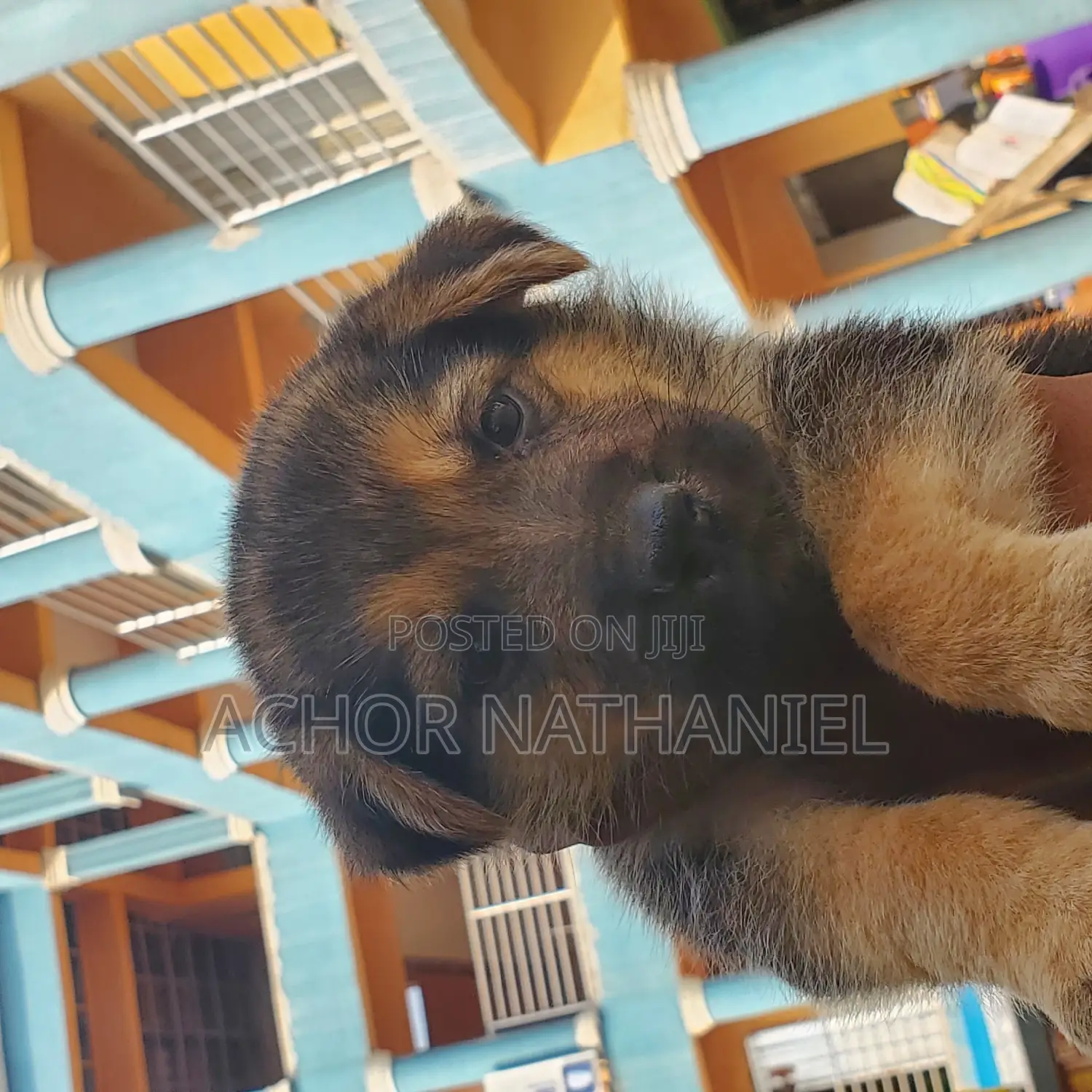 1-3 months Male Purebred German Shepherd