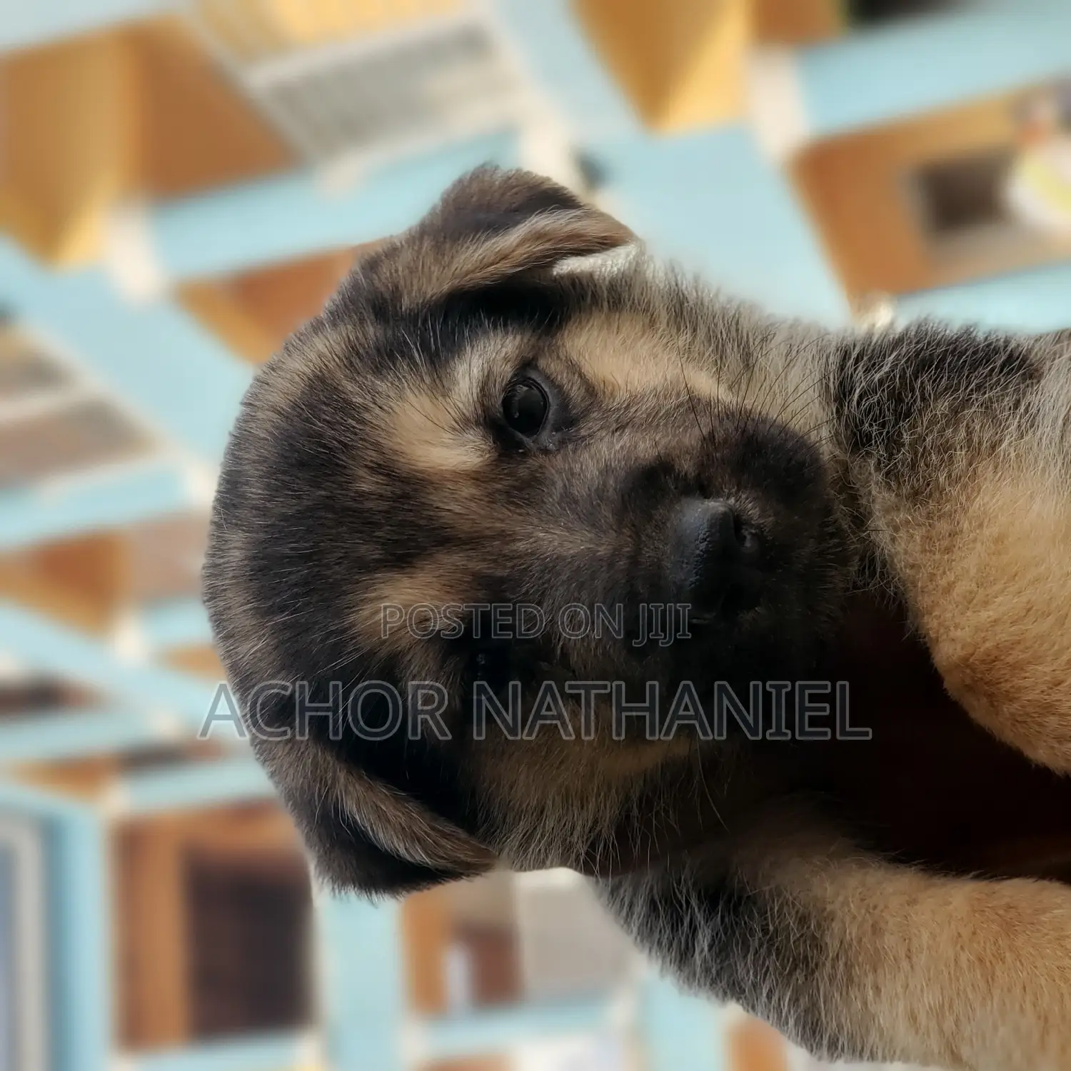 1-3 months Male Purebred German Shepherd