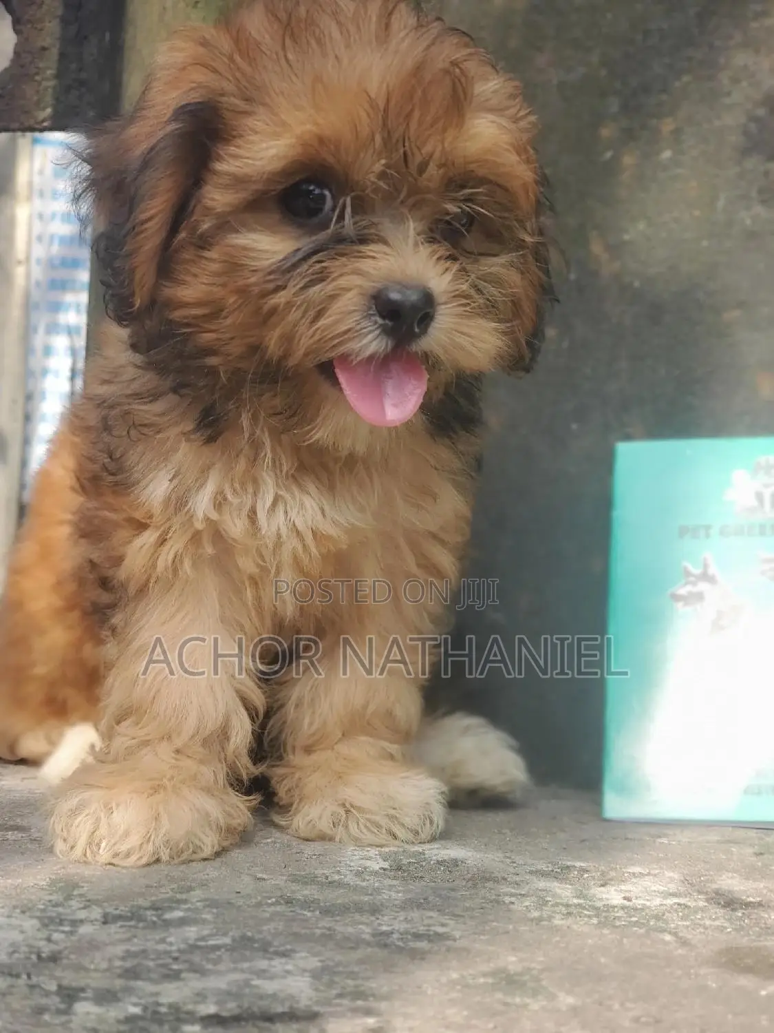 1-3 months Female Purebred Lhasa Apso