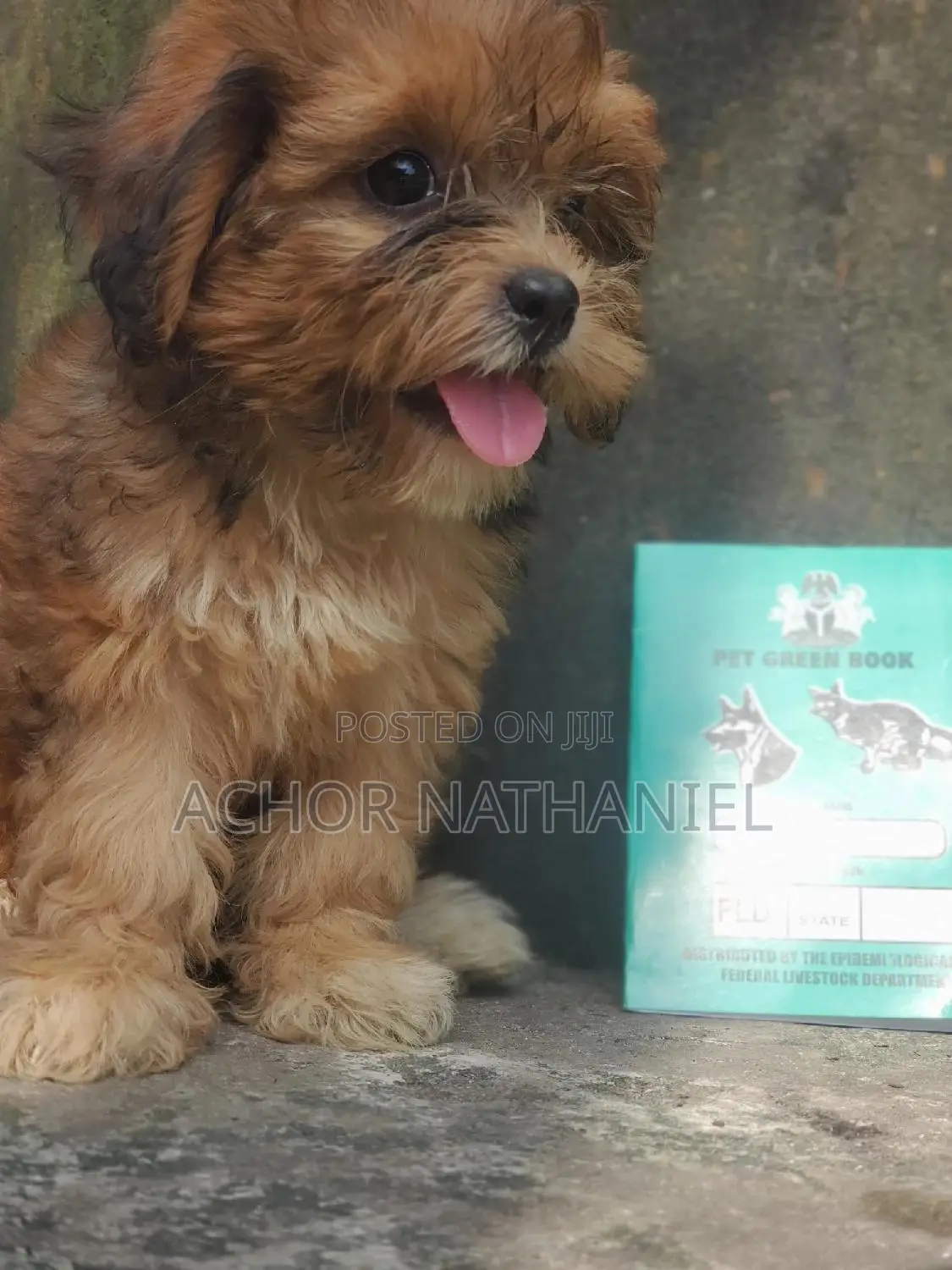 1-3 months Female Purebred Lhasa Apso