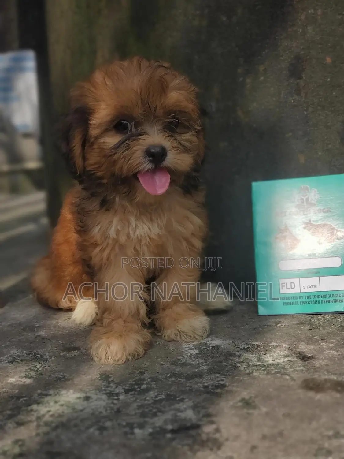1-3 months Female Purebred Lhasa Apso