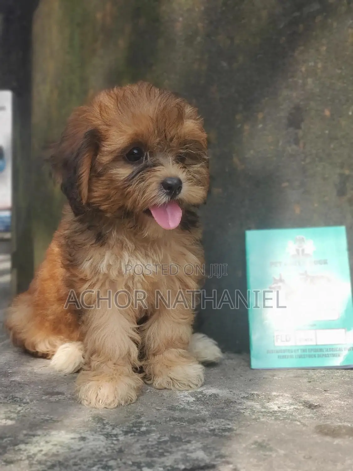 1-3 months Female Purebred Lhasa Apso