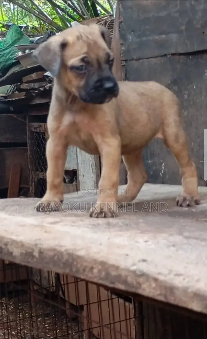 1-3 months Female Purebred Boerboel